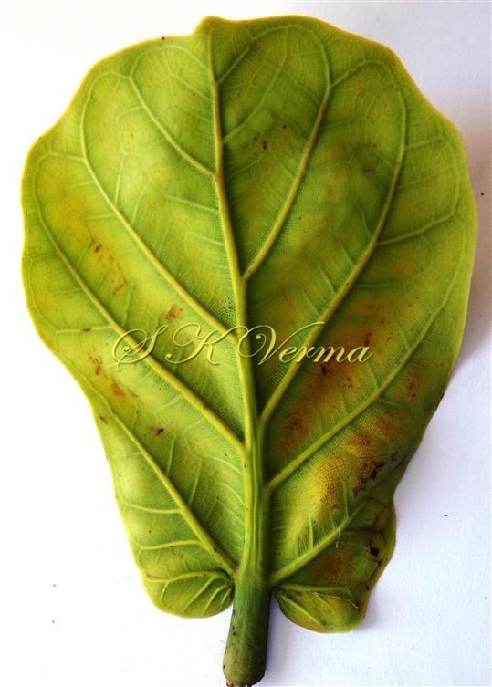  Leaf (Abaxial view)